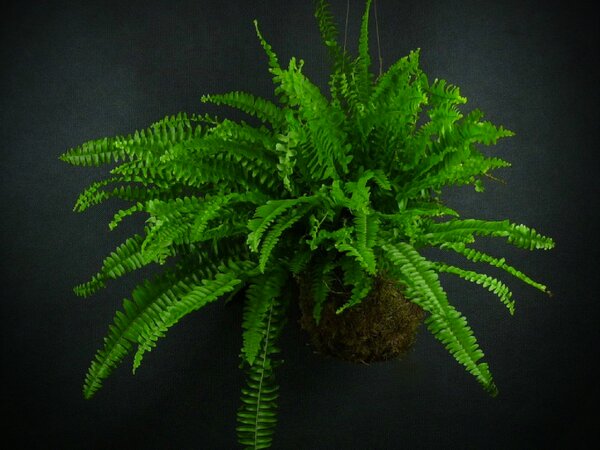 Kokedama Nephrolepis exaltata (L) Ledviník ztepilý