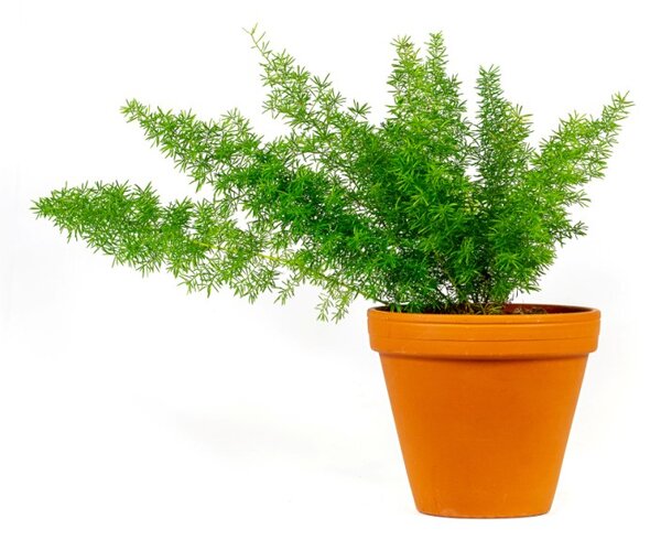 Asparagus densiflorus Meyers, průměr 12 cm Asparágus