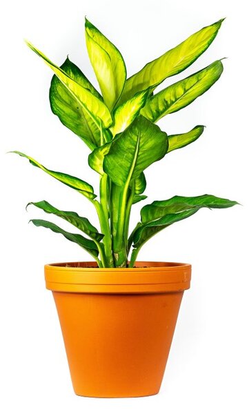 Dieffenbachia Camilla, průměr 12 cm Difenbachie, mramornatka