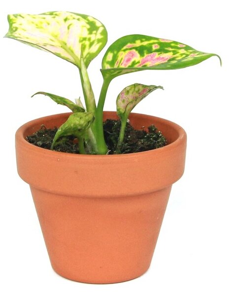Aglaonema Red zirkonia, průměr 6 cm Aglaonema, Spící panna