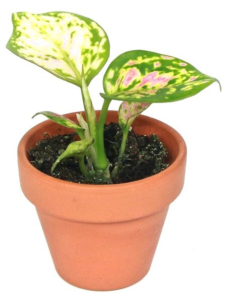 Aglaonema Red zirkonia, průměr 6 cm Aglaonema, Spící panna