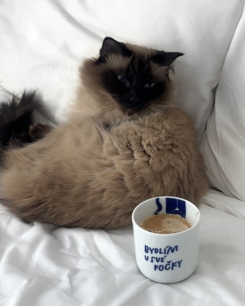 Porcelánový hrnek Bydlím u své kočky 270 ml