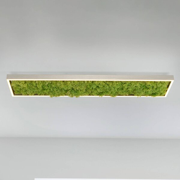 JUST LIGHT. GmbH LED stropní světlo Green Knut s pravým mechem, stmívatelný, Zelená, Obývací pokoj / jídelna, Moderní