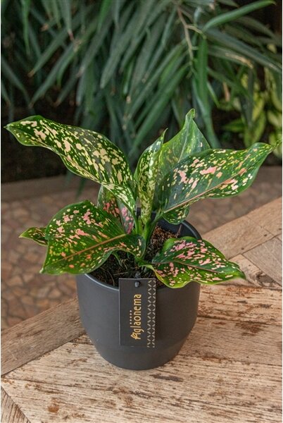 Aglaonema Pink Leopard, průměr 12 cm Aglaonema, Spící panna