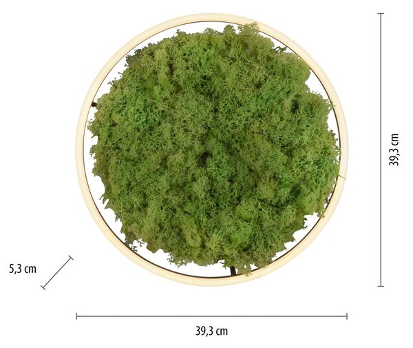 JUST LIGHT. GmbH LED stropní svítidlo Green Ritus, mechové stmívatelné Ø39,3cm, stmívatelný, Zelená, Obývací pokoj / jídelna, Moderní