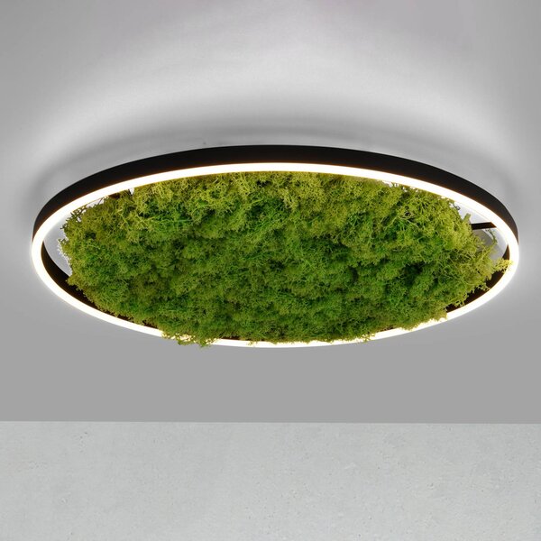 JUST LIGHT. GmbH LED stropní svítidlo Green Ritus, mechové stmívatelné Ø58,5cm, stmívatelný, Zelená, Obývací pokoj / jídelna, Moderní