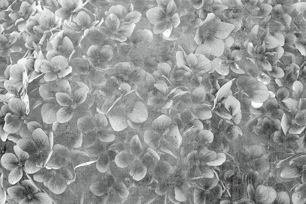 DIMEX | Vliesová fototapeta Abstrakt květy jabloně III. MS-5-0356 | 375 x 250 cm| šedá