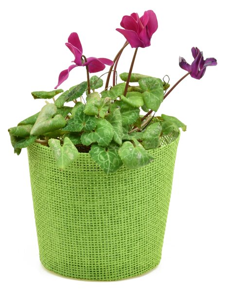Vingo Květináč zelený s igelitovou vložkou - 15 x 13 cm