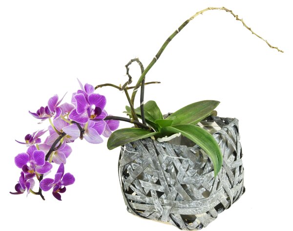 Vingo Hranatý květináč z dýhy šedý s igelitovou vložkou Rozměry (cm): 16x16, v. 13