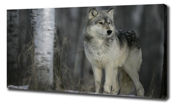 Foto obraz canvas Šedý vlk pl-oc-140x70-f-57875164