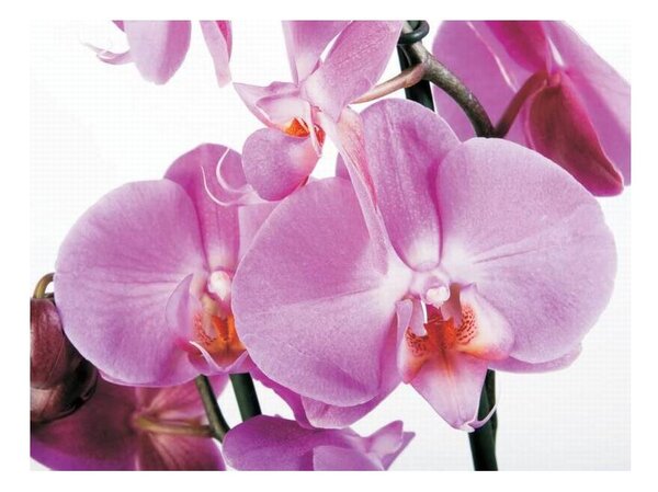 Fototapeta čtyřdílná - Orchidej