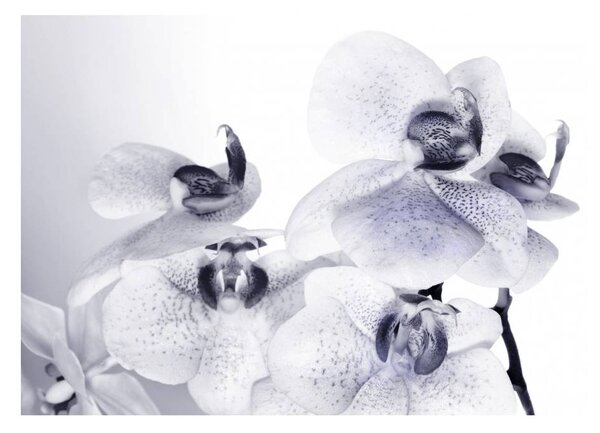 Fototapeta čtyřdílná - Orchidej bílá
