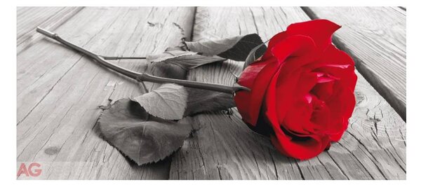 Fototapeta vliesová jednodílná Růže