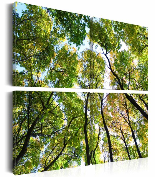 Obraz - Koruny stromů II 40x40