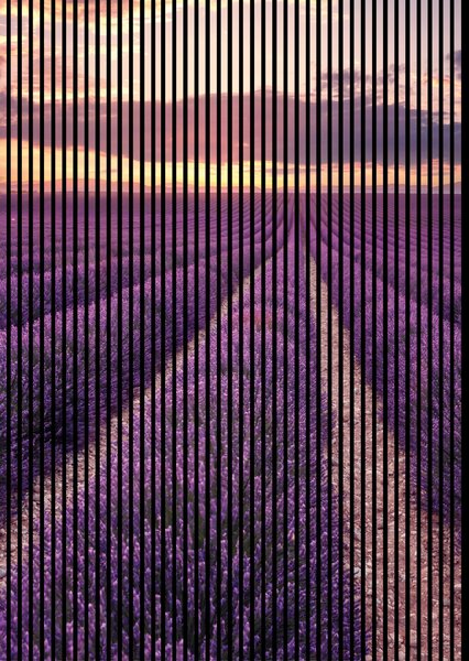 Neuhofer Designový akustický panel „Levandulové pole“ (Lavendel01) Vyberte požadovaný rozměr: NR. 4: 1693 x 2400 mm (3 panely)