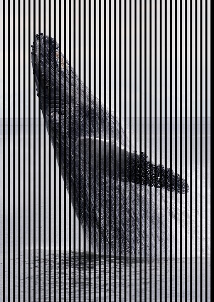 Neuhofer Designový akustický panel „Velryba“ (Wal02) Vyberte požadovaný rozměr: NR. 3: 1133 x 2400 mm (2 panely)