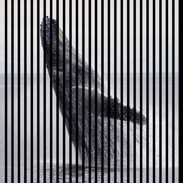 Neuhofer Designový akustický panel „Velryba“ (Wal02) Vyberte požadovaný rozměr: NR. 3: 1133 x 2400 mm (2 panely)