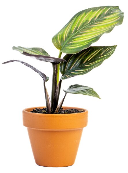 Calathea Beautystar, průměr 6 cm Kalatea