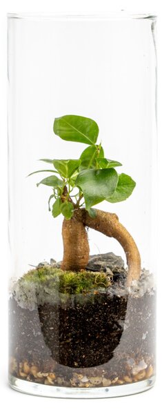 Skleněná váza TILIA, 10x25 cm - osázené Ficus Microcarpa Ginseng