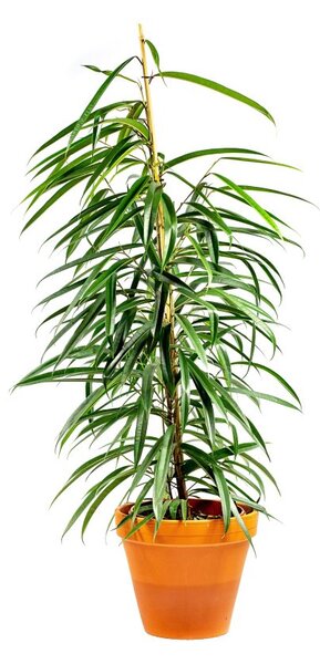 Ficus binnendijkii Alii - výška 130 cm, průměr 27 cm Fíkus Ali