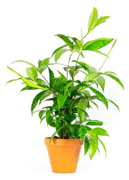 Dracaena surculosa, průměr 12 cm Dracéna, dračinec šlahounovitý