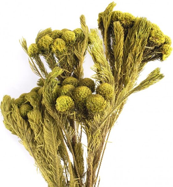 Stabilizovaná rostlina Brunia Albiflora Yellow Green 30-60 cm