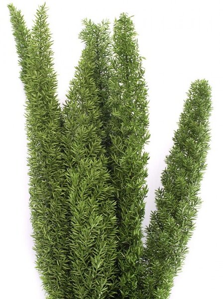 Stabilizovaná rostlina Fox Tail Green 30-40 cm