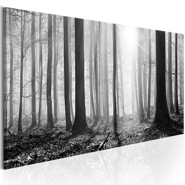 Obraz - Černobílý les 150x50
