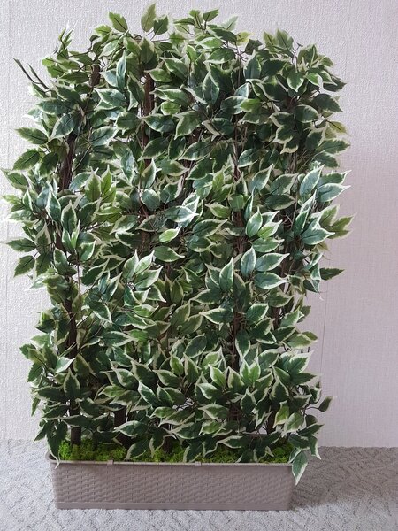 Dekoračná zástena fíkus 160 cm x 100 cm