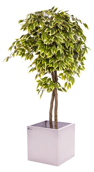 Umělý strom- Fíkus panašovaný 160 cm