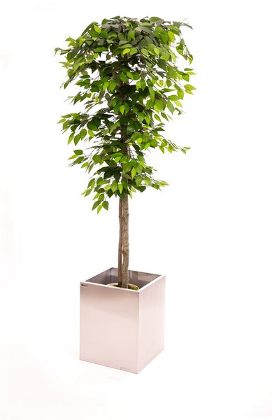 Umělý strom- Fíkus zelený klasik 160 cm
