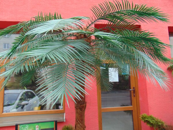 ArtTree s.r.o. Umělá datlová palma 230cm