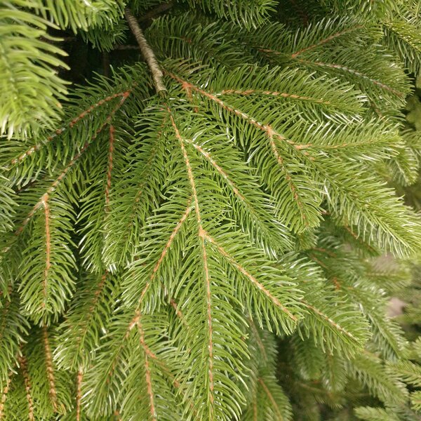 Borovice Limba 200cm- 100% 3D