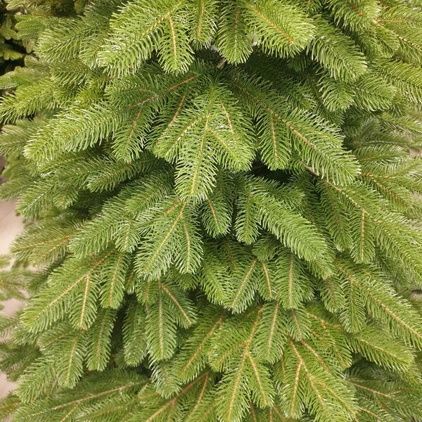 Borovice Limba 200cm- 100% 3D