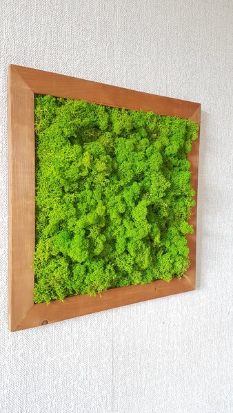 Mechový obraz v dřevěném rámu 50cm x 50cm