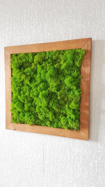 Mechový obraz v dřevěném rámu 50cm x 50cm