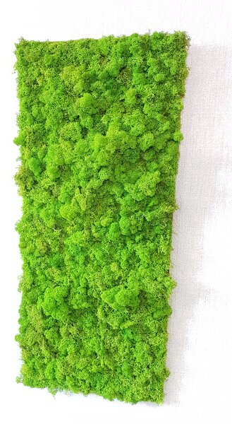 Mechový panel 100 cm x 50 cm