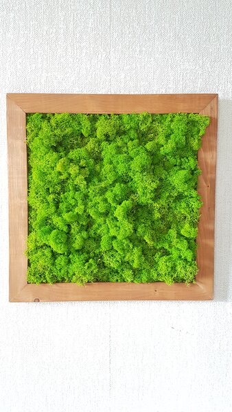 Mechový obraz v dřevěném rámu 50cm x 50cm