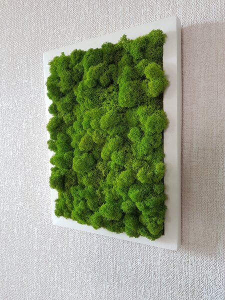 Mechový obraz v bílem rámu 40cm x 30cm