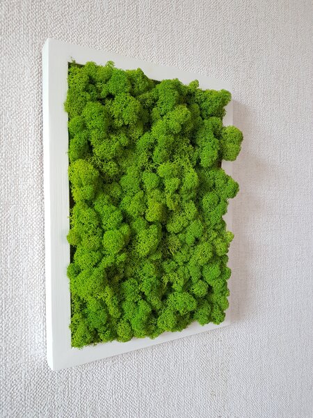 Mechový obraz v bílem rámu 40cm x 30cm