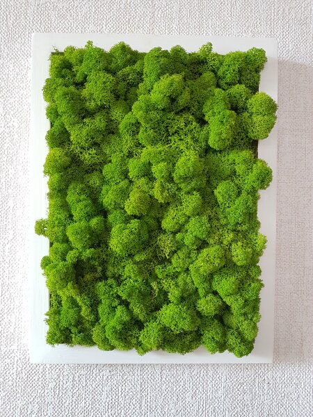 Mechový obraz v bílem rámu 40cm x 30cm