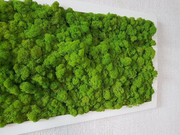 Mechový obraz 40cm x 80cm