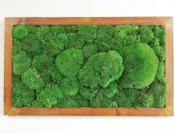 Mechový obraz- kopečkový mech 40cm x 80cm