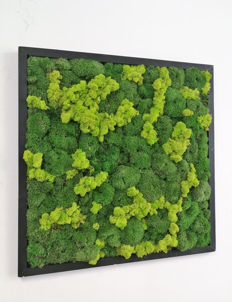 Mechový obraz z kopečkového mechu 40cm x 40cm