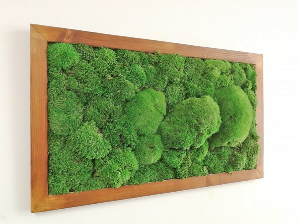 Mechový obraz- kopečkový mech 40cm x 80cm