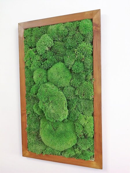 Mechový obraz- kopečkový mech 80cm x 40cm
