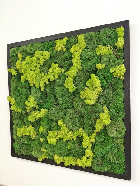 Mechový obraz z kopečkového mechu 40cm x 40cm
