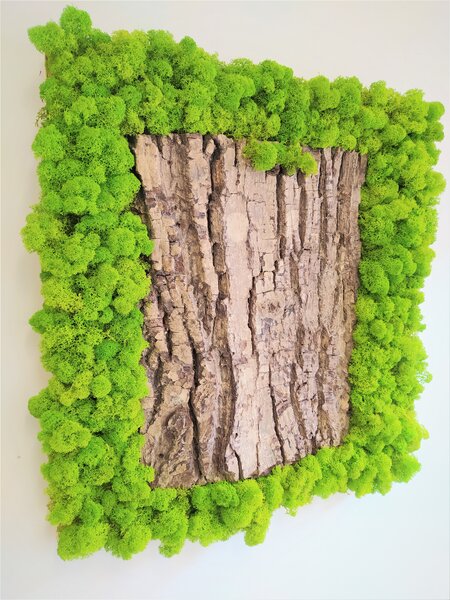 Mechový obraz s kůrou 50cm x 50cm