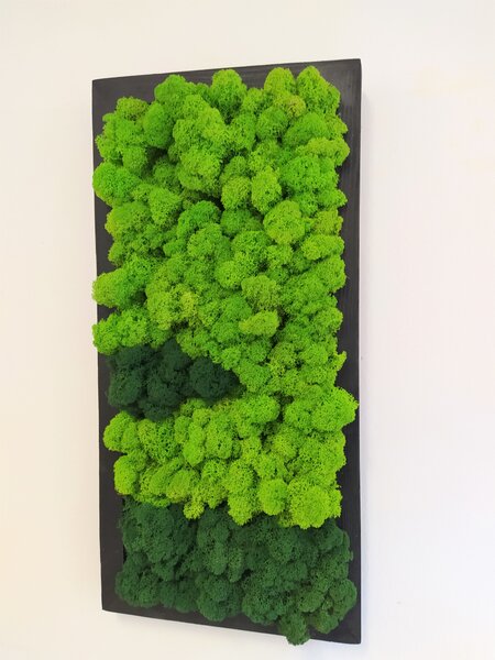 Mechový obraz v černém dřevěném rámu 50cm x 25cm