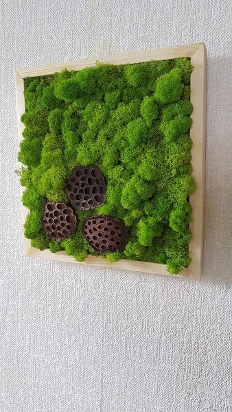 Mechový obraz '' vosí hnízdo '' 33cm x 33cm